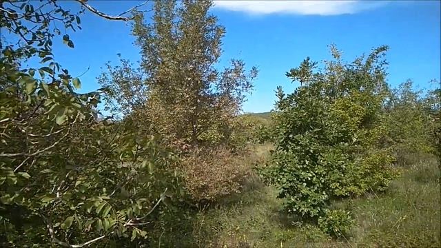 Заброшенный сад рядом с Анапой смотреть онлайн