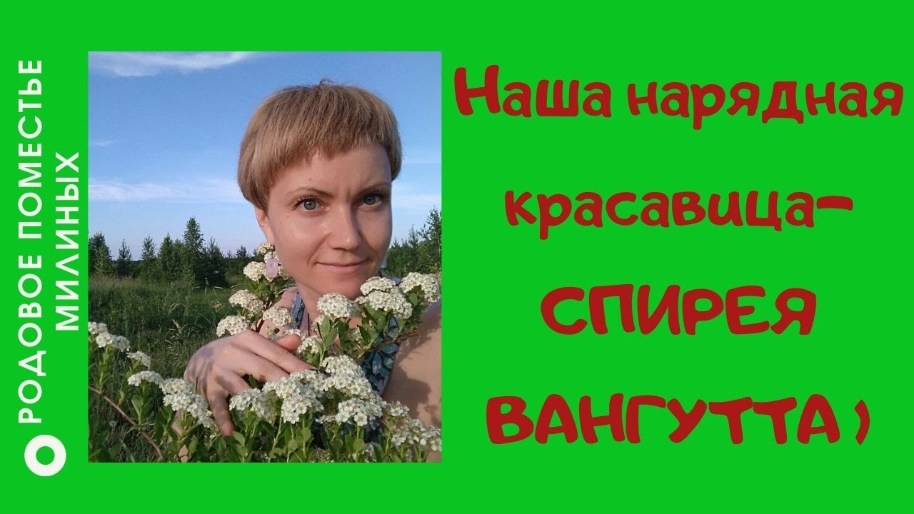 Наша красавица - Спирея Вангутта.
