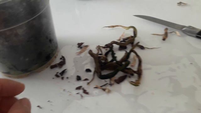 Отделяю детку, причина) смотреть онлайн