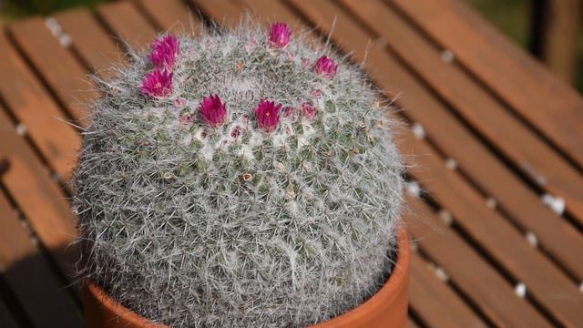 Mammillaria Hahniana June 2023