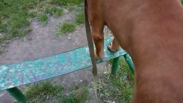 Мои булька и боксерчик. Первые достижения и неудачи в обучении команд.. смотреть онлайн