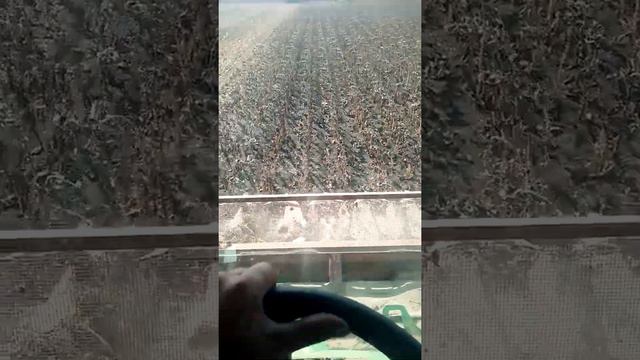 уборка подсолнечника 2020 смотреть онлайн