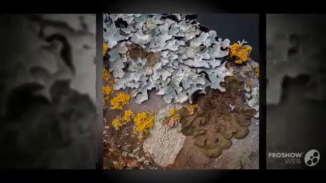 Parmelia subaurifera - fungi kingdom смотреть онлайн