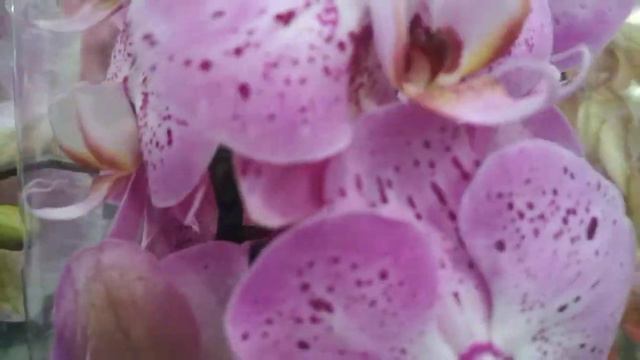 Новые орхидеи 🌹🌻/мельтониопсис2300/в ОБИ тц Фантастика (11.01.24) смотреть онлайн