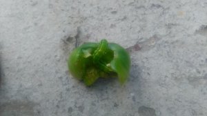 VID_20240909_095053.mp4