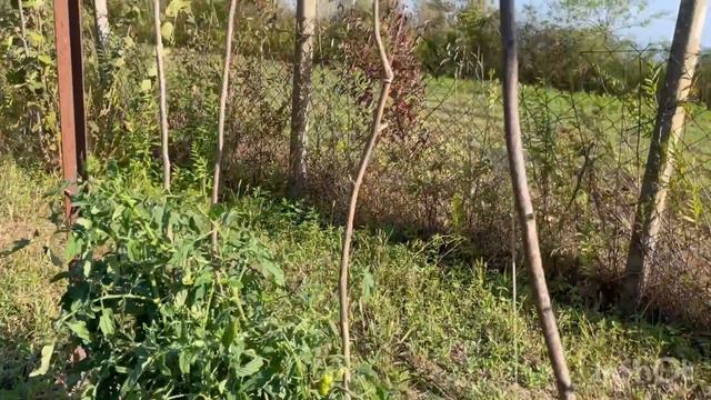 Деревенская жизнь в Грузии. смотреть онлайн