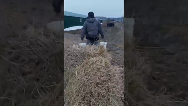 Когда сыновья в школе приходится самому.
Я не могу трактор водить а они умеют им легко. смотреть онлайн