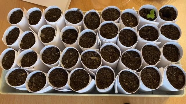 Пикировка рассады капусты в самодельные стаканы смотреть онлайн