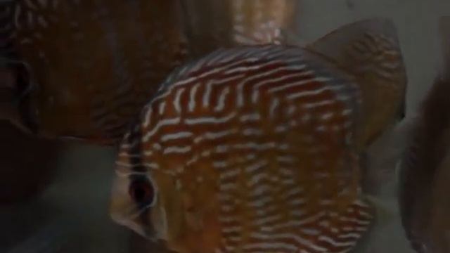 Red Royal wild Discus смотреть онлайн