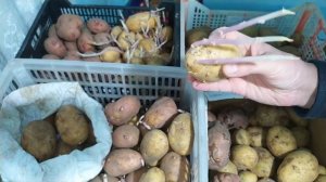 Лёжкость картофеля. Сравнение сортов Гала, Королева Анна, Коломбо, Беллароза, Сынок, Тулеевский