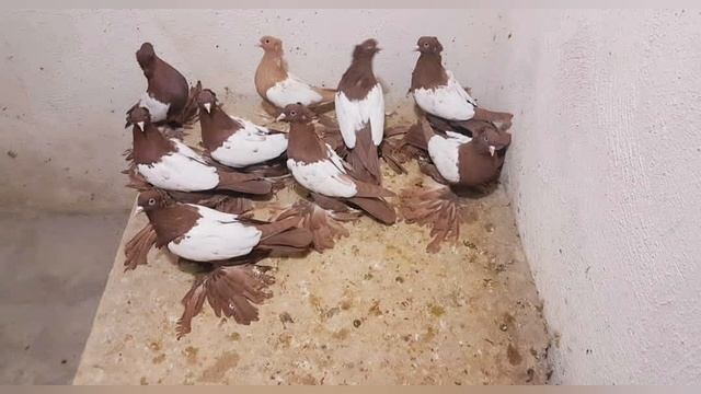 Тебризкие бойные голуби (Пар-Парли) г. Тебриз, Иран. کبوترهای ایرانی تبریز. Iranian pigeons Tabriz. смотреть онлайн