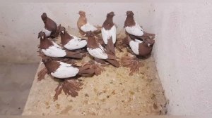 Тебризкие бойные голуби (Пар-Парли) г. Тебриз, Иран. کبوترهای ایرانی تبریز. Iranian pigeons Tabriz.