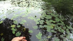 КИВОК БОКОВОЙ РЫБАЛКА В Кузьминках