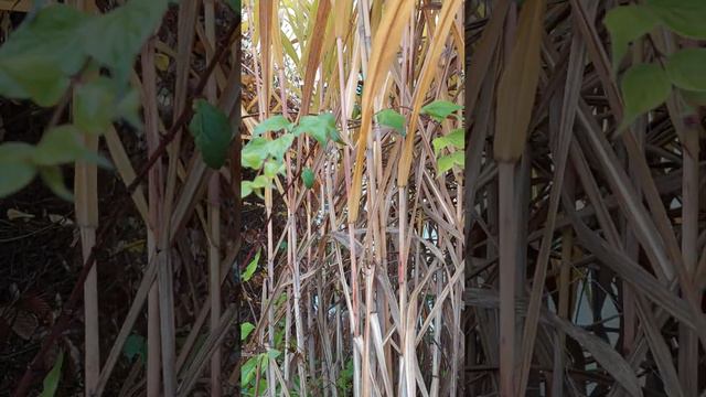 Господи как Ты всё создал прекрасно! Слава Тебе вечная!💖🥰🙏💞💞💞💞 смотреть онлайн