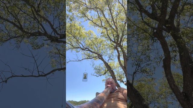 Agave didgeridoo in F. смотреть онлайн