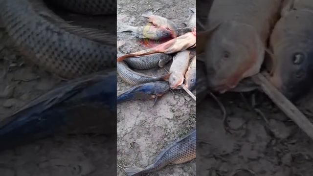 LINDA PESCA CON AMIGO 🫂👏🏽🤝 смотреть онлайн