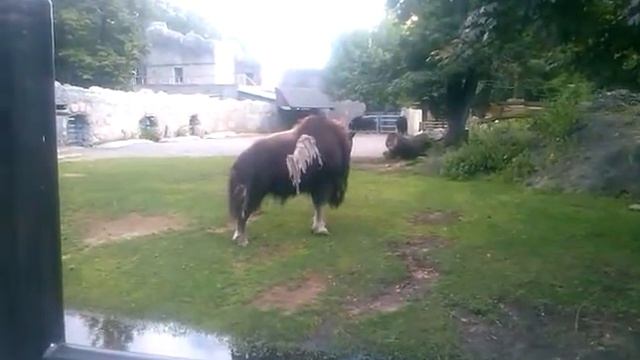 Овцебык в Московском зоопарке. смотреть онлайн