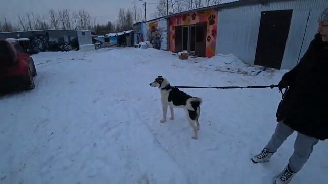 Сеня в приюте Ярославля. Часть 3 смотреть онлайн