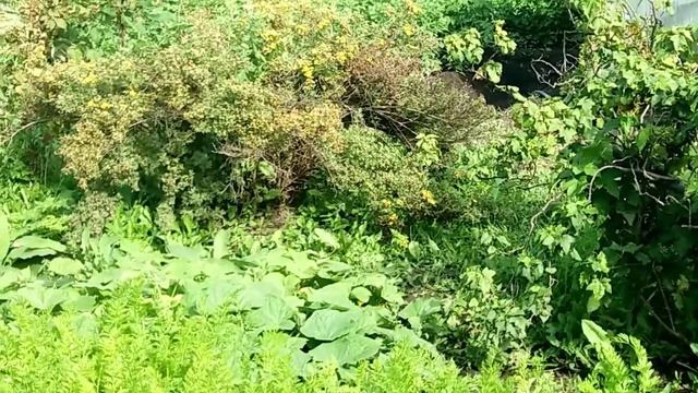 ШПАЛЕРА  ДЛЯ ОГУРЦОВ НА ДАЧЕ!!! СВОЯ КОНСТРУКЦИЯ!