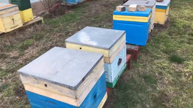 Живы все пчелосемьи на 100 % смотреть онлайн