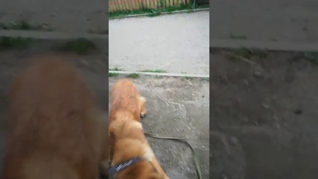 Помесь малинуа и зайки) смотреть онлайн