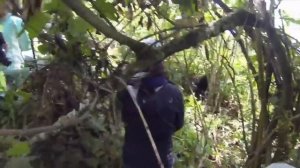 6 НАПАДЕНИЙ ГОРИЛЛ НА ЧЕЛОВЕКА СНЯТЫХ НА КАМЕРУ!