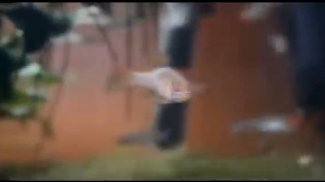 Папилиохромис Рамиреса смотреть онлайн