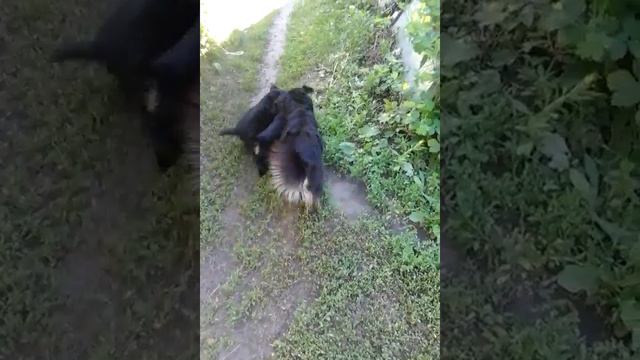 Щенки это дружба!!! ( ͡° ͜ʖ ͡°) смотреть онлайн