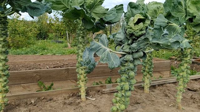 Про капусту....брюссельскую:) Получила два урожая с одного места :). смотреть онлайн