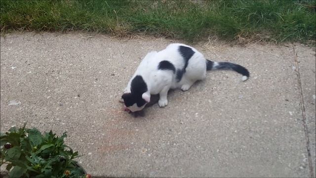 Family Cat Kills Bunny And Eats The Head Clean Off *GRAPHIC* смотреть онлайн