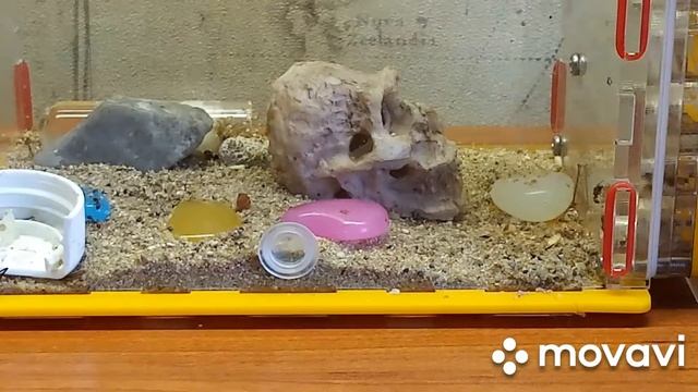 Уход и питание муравьёв myrmica rybra смотреть онлайн