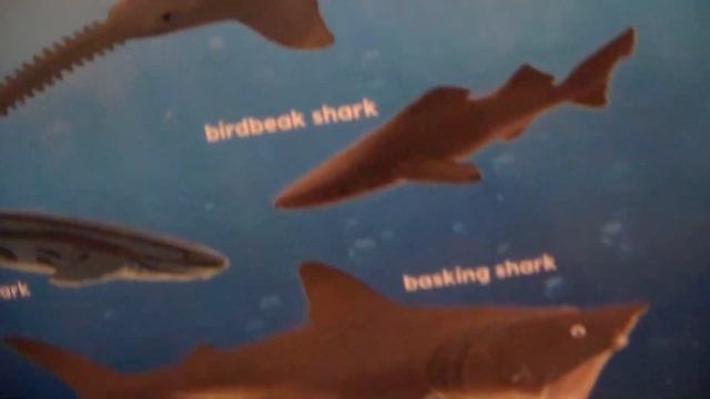 Animal Planet EXTREME SHARK ADVENTURE PLAYSET TOY REVIEW AND MORE!!! смотреть онлайн