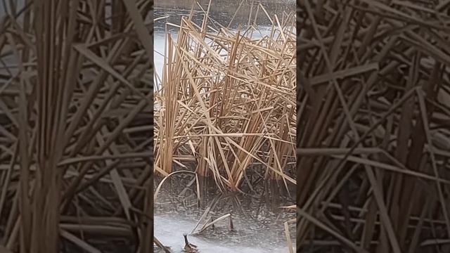 Судак... Грушевка сити... 25122021  озеро Межа река Сала