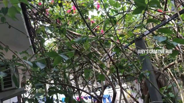 5 TIPS FOR PROBLEM FREE CALATHEA/HOW TO REPOT/PROPER POTTING MIX/JUBY’S Creative Hub смотреть онлайн