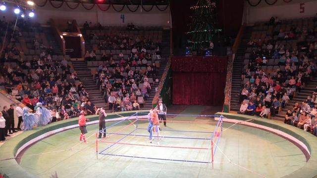 Кенгуру боксер / Краснодарский цирк / Январь 2019 смотреть онлайн