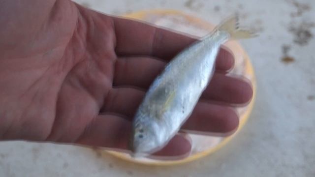 Шоу Акробатов и Аэробатики