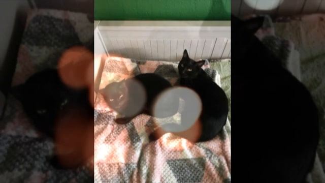 ФОТКИ про кошку луну и КАК кошка луна в дырки смотреть онлайн