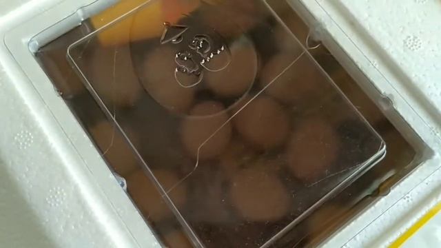 Птицеводство новый сезон 2021. Цыплята Геркулес. смотреть онлайн