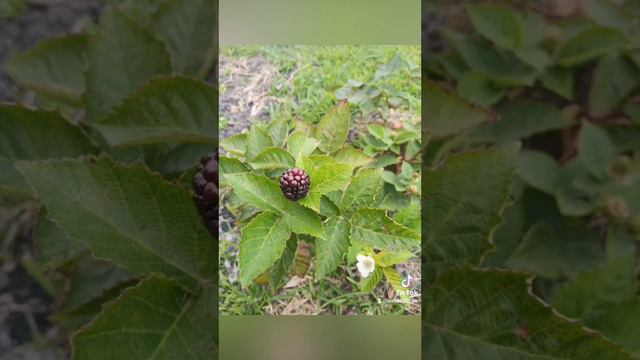 New Phone's 4k Camera Capabilities смотреть онлайн