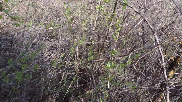 В поисках спаржи наткнулся на склеп