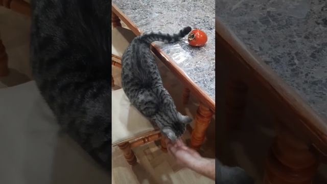 Ждем гостей ?? Муся ?? смотреть онлайн