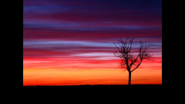 Son of nature - Lonely tree смотреть онлайн