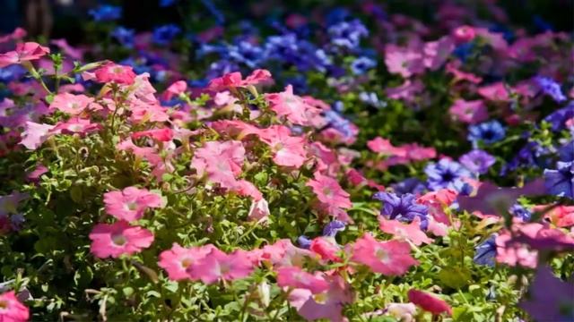 Самая любимая Родина моя! смотреть онлайн