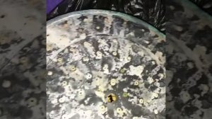 Замена лейки тропический душ 4