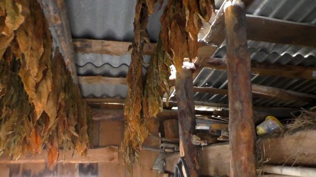 Табачный лист с зеленью, осенняя выбраковка.