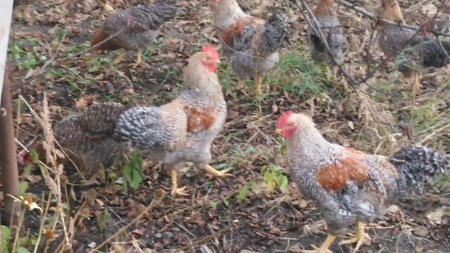 Куры породы билефельдер смотреть онлайн