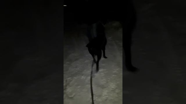 Долгожданная встреча с папой😄! #canecorso смотреть онлайн