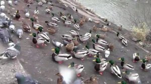 фото охота на уток и белок - уток более тысячи штук на одном месте