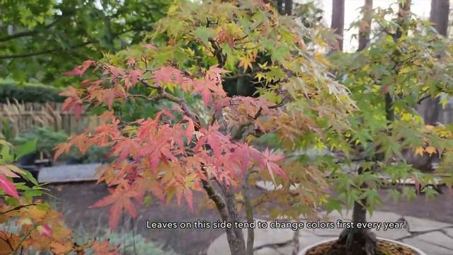 Fall Colors in Momiji-En Japanese Maple Bonsai Garden смотреть онлайн