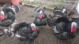 Индюки. Бронза 708.Взвешивание в пол года.